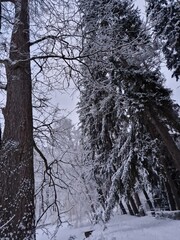 frosty winter forest