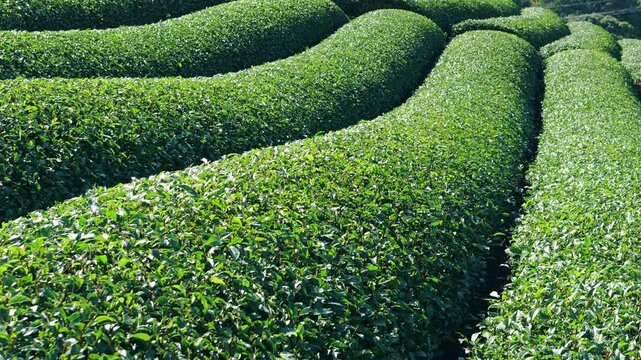 Beautiful Tea fields at Wazuka in Uji, Kyoto
