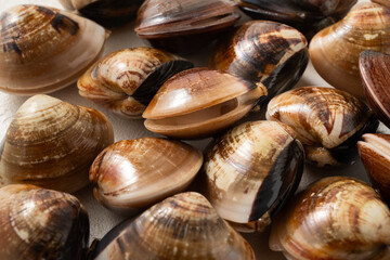 Raw fresh clams seafood in a sieve on white table background.