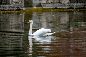 Ein weißer Schwan auf dem Wasser