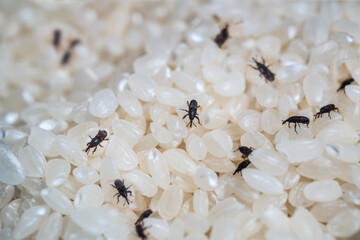 Spoiled rice with many Sitophilus Conicollis - rice weevil bugs.