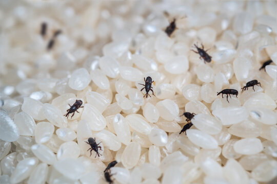 Spoiled rice with many Sitophilus Conicollis - rice weevil bugs.