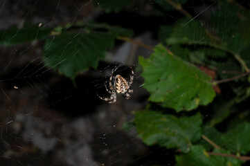 spinne kreuzspinne netz