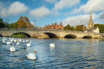 A group of Mute Swans on the River Great Ouse by the town bridge in the county town of Bedford in Bedfordshire, England and the spire of St Paul's Church