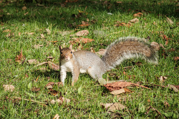 A grey squirrel looking directly at the camera on the ground in a park in Bedford, United Kingdom