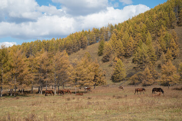 The Horses in the mountains