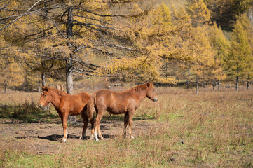 Two ponies playing in the meadow.