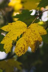 yellow maple leaves