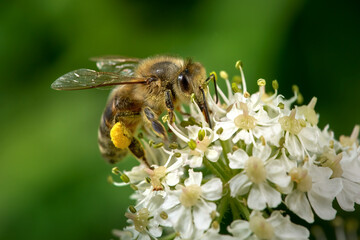 Image of Biene mit gefülltem Pollenhöschen (Westliche Honigbiene - Apis mellifera) auf Blüten des Wiesen-Bärenklau (Heracleum sphondylium) - Baden-Württemberg, Deutschland printed on Printed Glass Wall Art