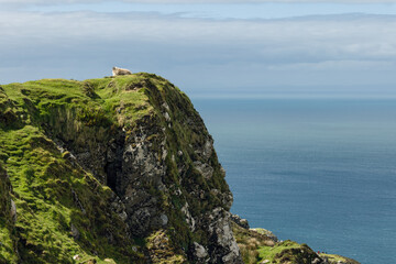 A lone sheep on a grassy cliff edge at Slieve League, Ireland, against the backdrop of the Atlantic...