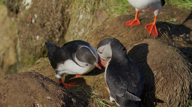 Atlantic Puffins billing clacking beaks on the cliffs. Puffins interacting on a rugged cliffside in Iceland during the summer season