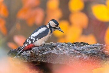 A female great spotted woodpecker sits on a piece af a tree bark.  Dendrocopos major