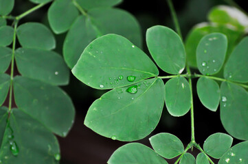 Rain tree or Samanea saman, LEGUMINOSAE MIMOSOIDEAE and rain drop