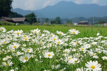 Obraz premium A tranquil field of daisies in rural countryside under a clear blue sky