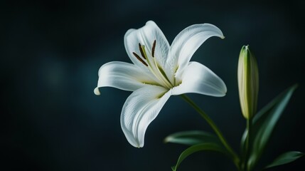A single white lily stands out against a dark background.