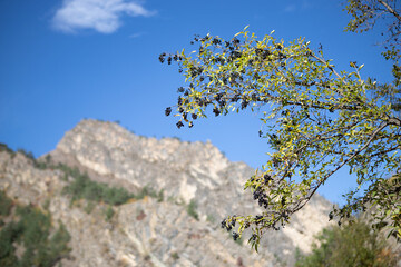 A branch tree with black berries on the background of mountains in Dagestan in the Caucasus