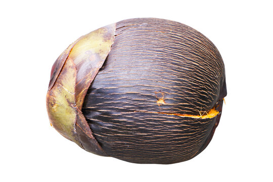 Borassus flabellifer ripe dark black shell yellow tissue fiber come out or Tal fruit isolated on cut out PNG or transparent background. Large palm tree. Fruit is fibrous hard encased. 