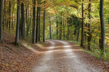 Obraz premium Golden hues of autumn illuminate a winding forest path surrounded by vibrant trees