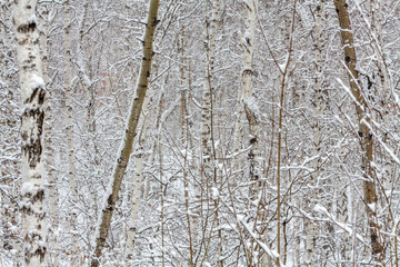Obraz premium a dense forest scene blanketed in fresh snow