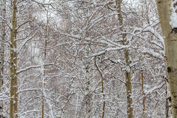 a dense forest scene blanketed in fresh snow © wundermann