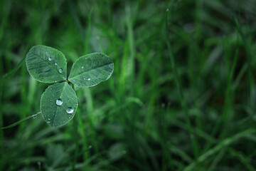 Drops of water after rain on juicy green grass.