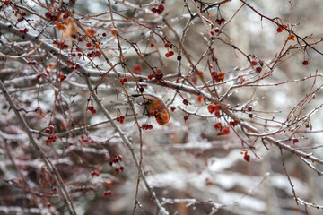 a colorful bird perched on a branch.