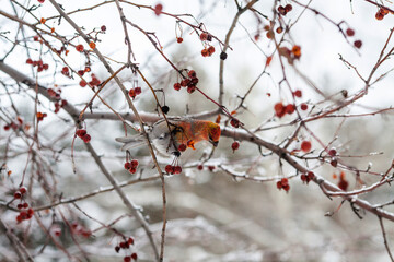 a colorful bird perched on a branch.