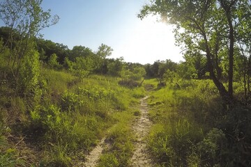 Fototapeta premium Gentle sunlight illuminates a winding path through lush green foliage in a serene landscape