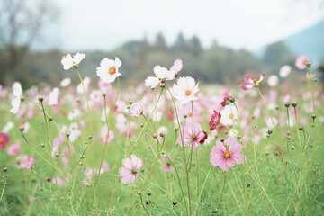 Fototapeta premium flowers in the field