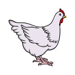 chicken vector illustration