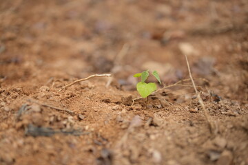 plant in soil
