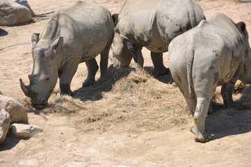Obraz premium Tree big African rhino at the savanna