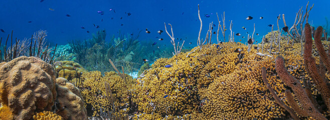 Caribbean coral garden, Bonaire © John Anderson