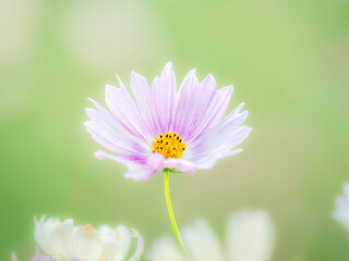 秋の公園や花壇を彩るコスモスのある風景。背景。自然風景素材。