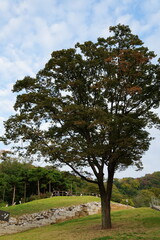 Obraz premium tree on a hill