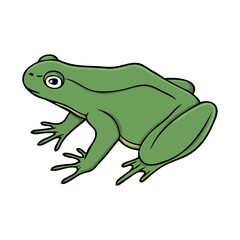 frog vector illustration