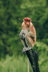 Proboscis monkey sitting on a tree stump in Borneo's lush rainforest during a tranquil afternoon © Dave