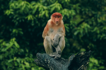 Proboscis monkey sitting calmly on a log in Borneo's lush rainforest during the afternoon