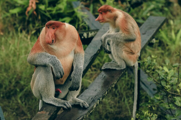 Proboscis monkeys resting on a wooden railing in Borneo's lush rainforest during the afternoon light