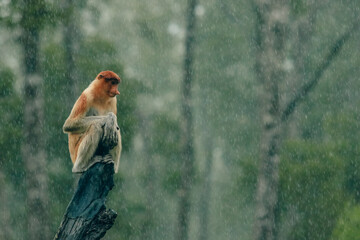 Fototapeta premium A proboscis monkey resting on a branch during a tropical rain in Borneo's lush rainforest habitat