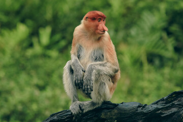 A proboscis monkey sits calmly on a rock in the lush jungles of Borneo, at midday, surrounded by greenery and natural beauty