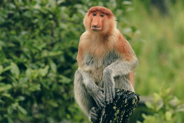 Fototapeta premium Proboscis monkey resting on a tree stump in the lush jungles of Borneo during the afternoon sun