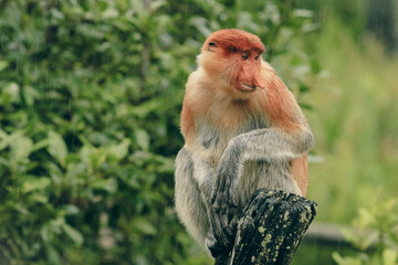 Proboscis monkey resting on a tree stump in the lush forests of Borneo during a rainy day