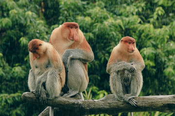 Three proboscis monkeys perched on a branch during rain in Borneo's lush rainforest environment