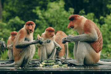 Proboscis monkeys feeding together in a lush forest on Borneo during a sunny afternoon