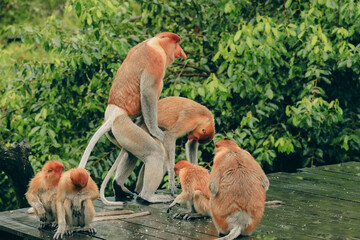 Proboscis monkeys interact playfully on a wooden platform in Borneo's lush rainforest during the afternoon