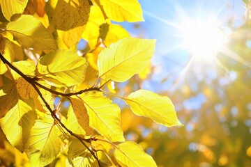 Obraz premium Golden autumn leaves glistening in the sunlight on a crisp afternoon at a serene park