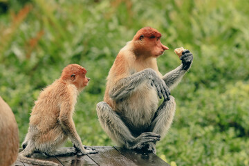 Proboscis monkeys foraging for food in Borneo's lush rainforest during daylight