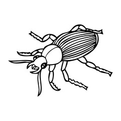 beetle sketch vector illustration