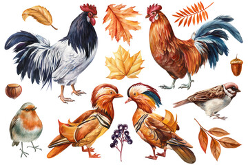 Autumn watercolor set with birds, leaves, berries and nut isolated on white background. Rooster duck and sparrow clipart